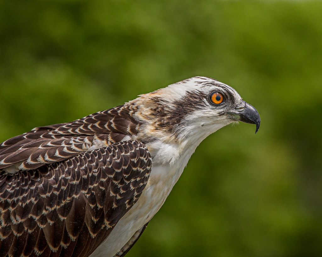 Osprey Fledgling This is the osprey fledgling at Eagle Lak… Flickr