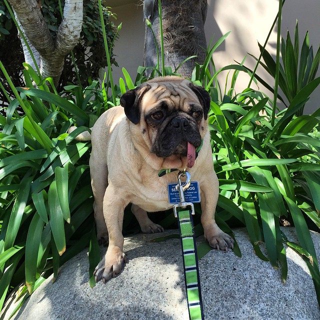 "I'ms da biggest Pug Kings ofs da worlds!" Pugsley Luigi "… Flickr