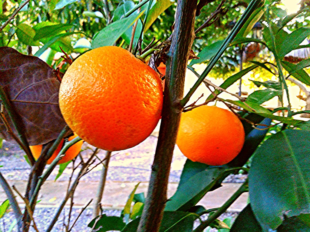 Oranges. La Cruz Chile Sandra Acosta Flickr