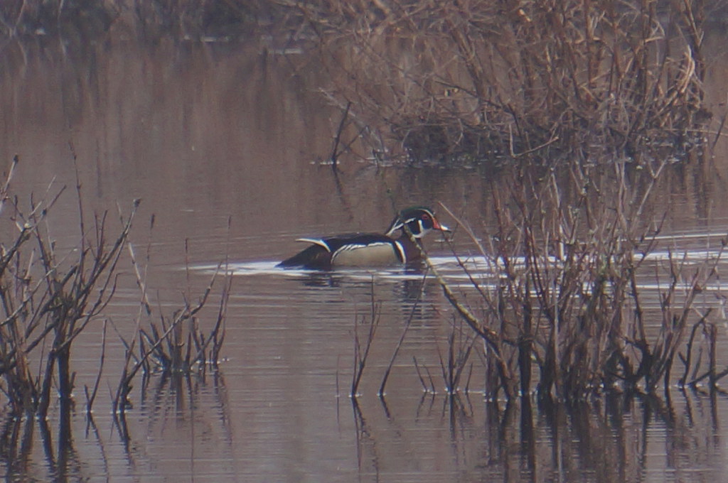 Wood Duck Franklin Lakes Nature Preserve, Bergen County, N… The