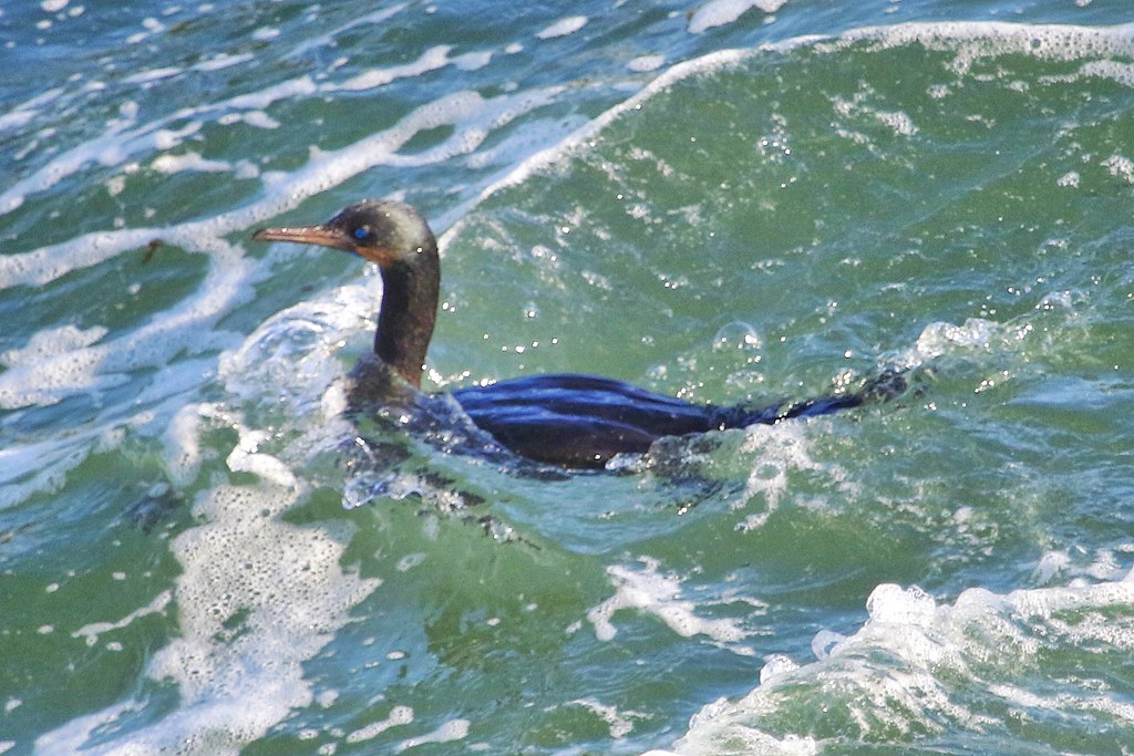 Brandt's Cormorant Santa Cruz Co Mark Sawyer Flickr