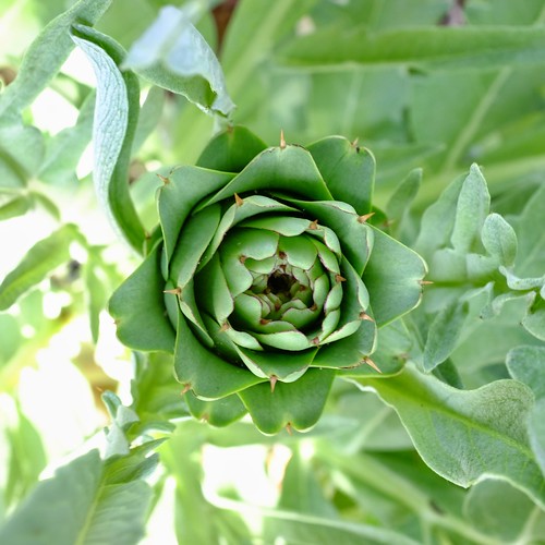 Artichoke leighklotz Flickr