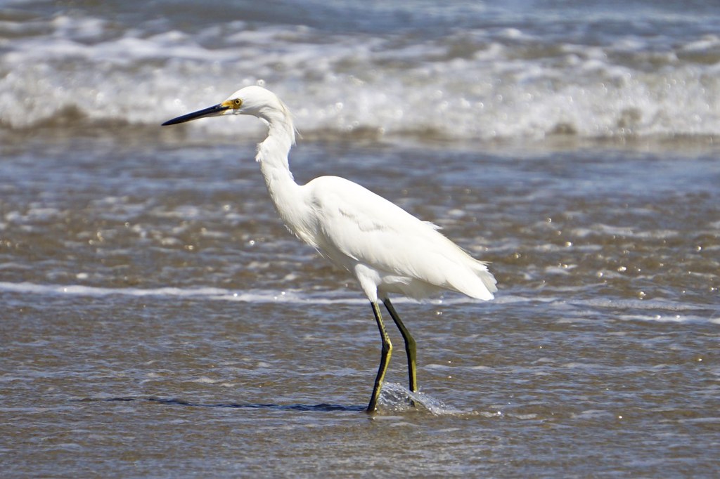 Garza Blanca, Mancora Sea bird at Mancora Beach Flickr