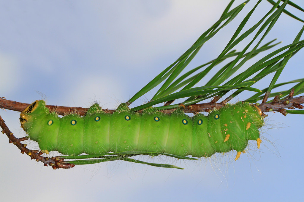 Imperial Moth caterpillar Eacles imperialis, Meadowood F… Flickr