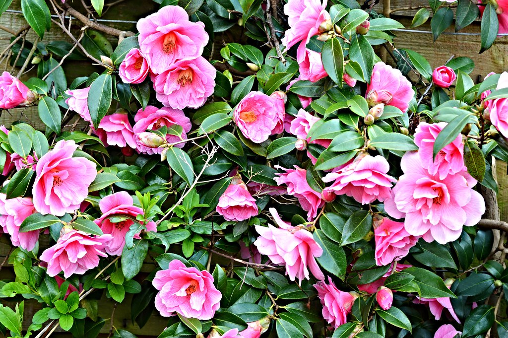 Flowers Reading Berkshire UK marcus mark Flickr