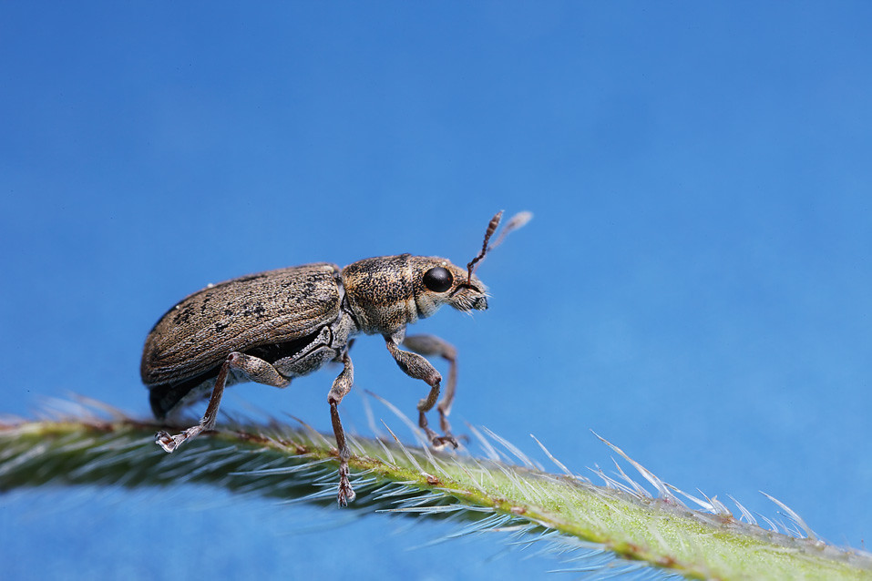Pea/bean weevil Sitona sp. 2 Pea/bean weevil Sitona sp. Flickr