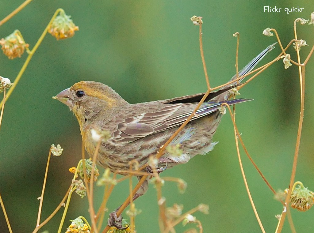 House Finch Yellow Variant Male. Carpodacus mexicanus Ethe… Flickr