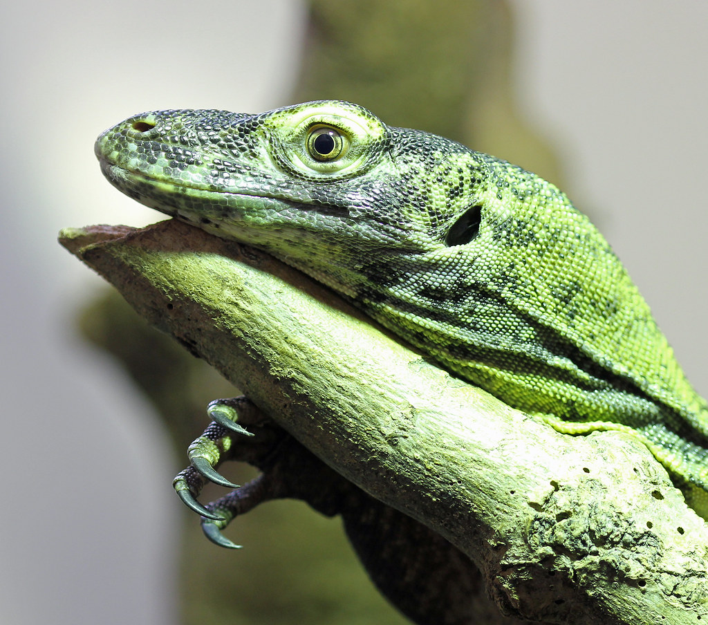 Baby Komodo Dragon! This baby Komodo Dragon has already go… Flickr