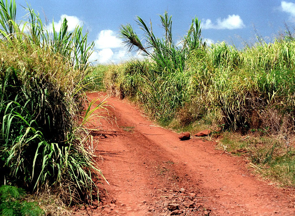 Sugar Cane Road Kaua'i, Hawai'i, USA Scanned from film Bill Morson