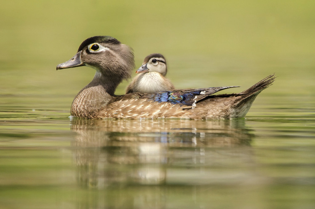 Taking Five Wood Ducks (Aix Sponsa) Florida This year I … Flickr