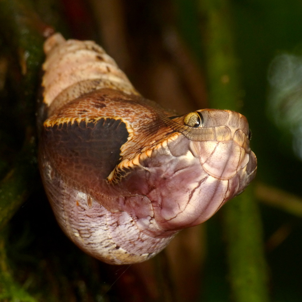 Snake mimicking OwlButterfly Chrysalis, Dynastor darius Flickr