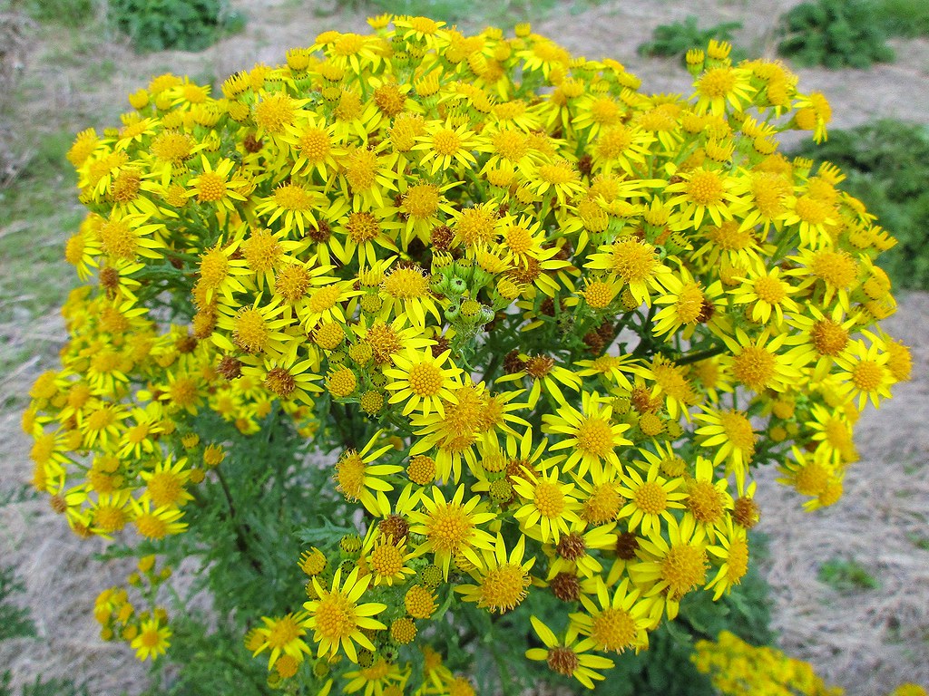 Ragwort (270/366) Best viewed Large. Ragwort is an abundan… Flickr