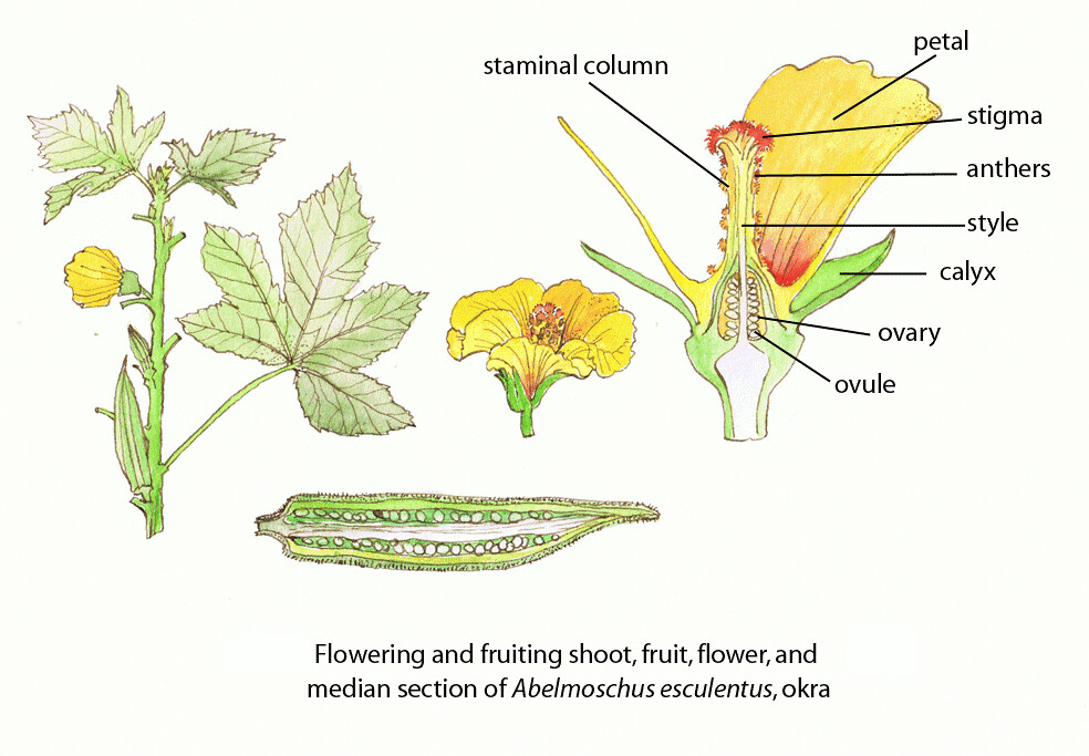 6 Reasons Your Okra Plant Doesn't Have Flowers Okra In My Garden