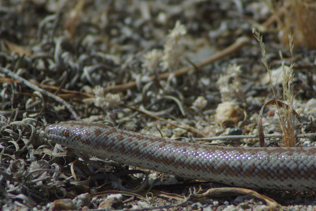 Rosy Boa, AnzaBorrego, California Rosy Boa, AnzaBorrego,… Flickr