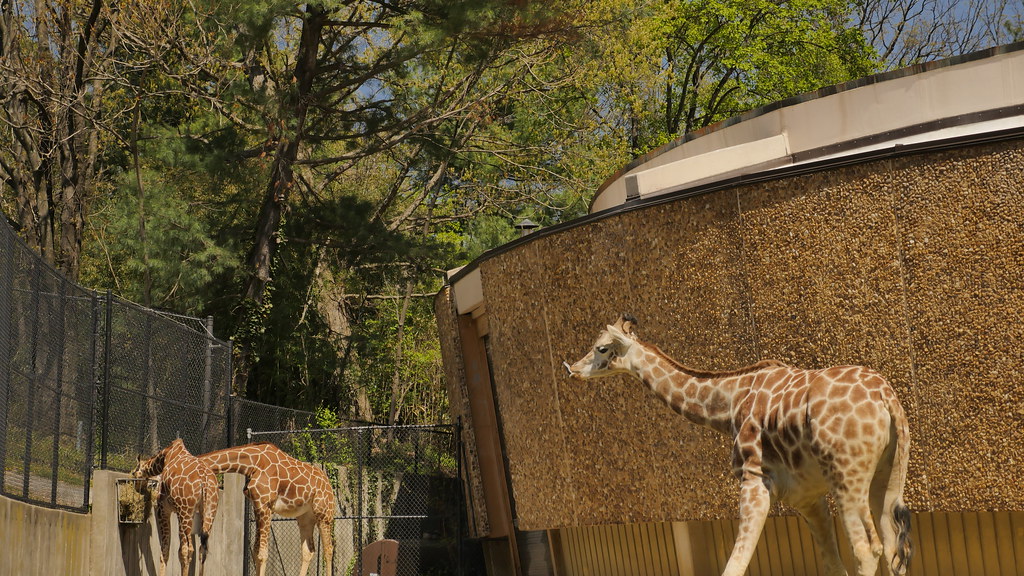 Baltimore Zoo Taken with a gh4 on 20150426 David Flickr