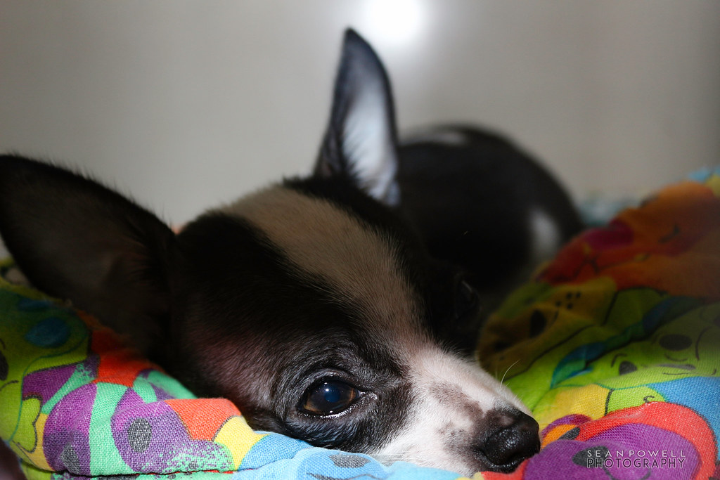 IMG_8352 Steve's Pet Shoppe Lebanon Pet Flickr