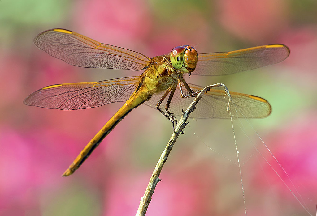 Golden Winged Skimmer Dragonfly, Fairchild Tropical Botanic Garden. a