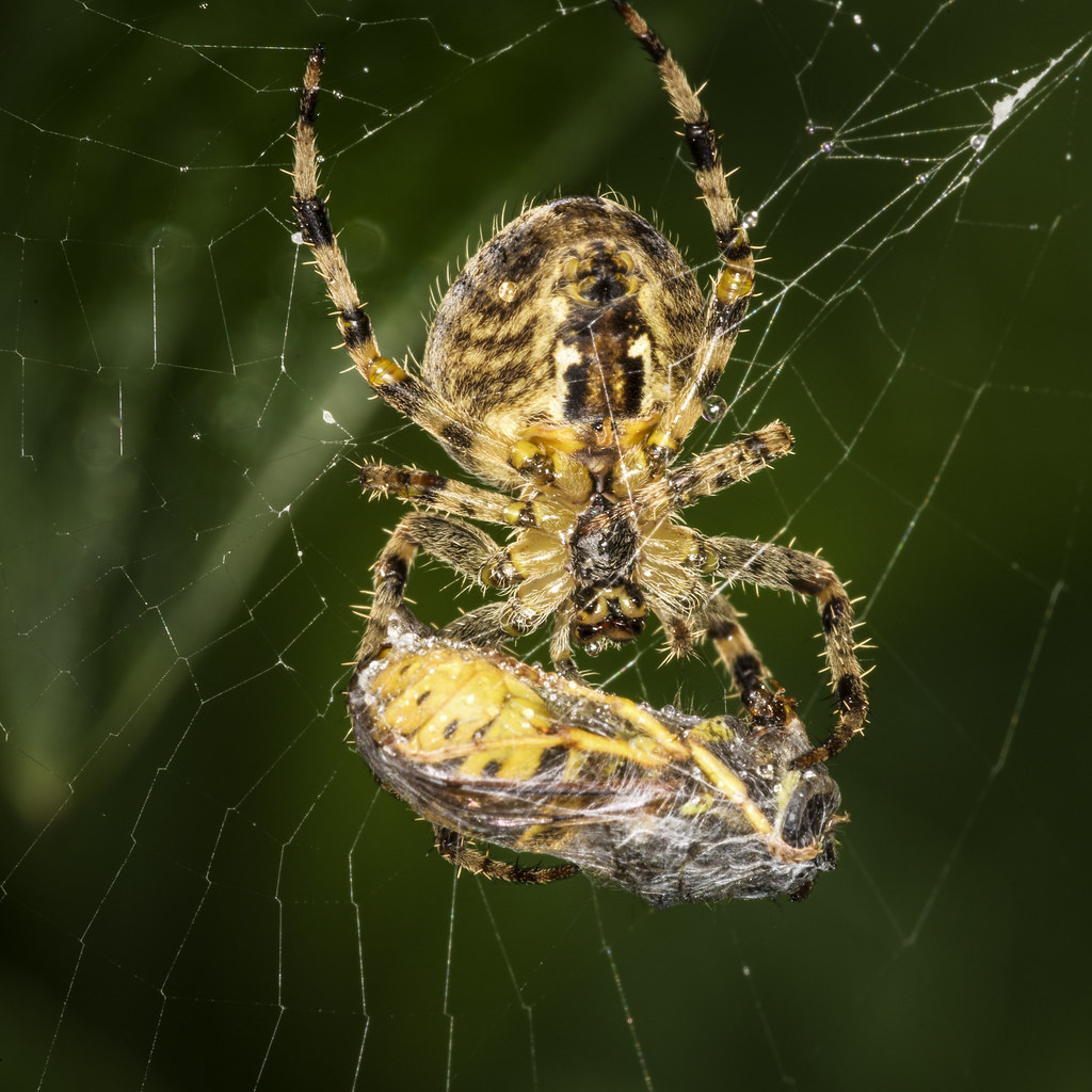 Garden Orb Spider The European garden spider with its poig… Flickr