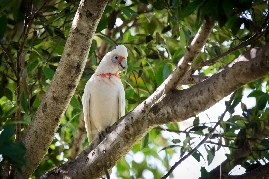 One noisy cockatoo Longbilled Corella (Cacatua tenuirostr