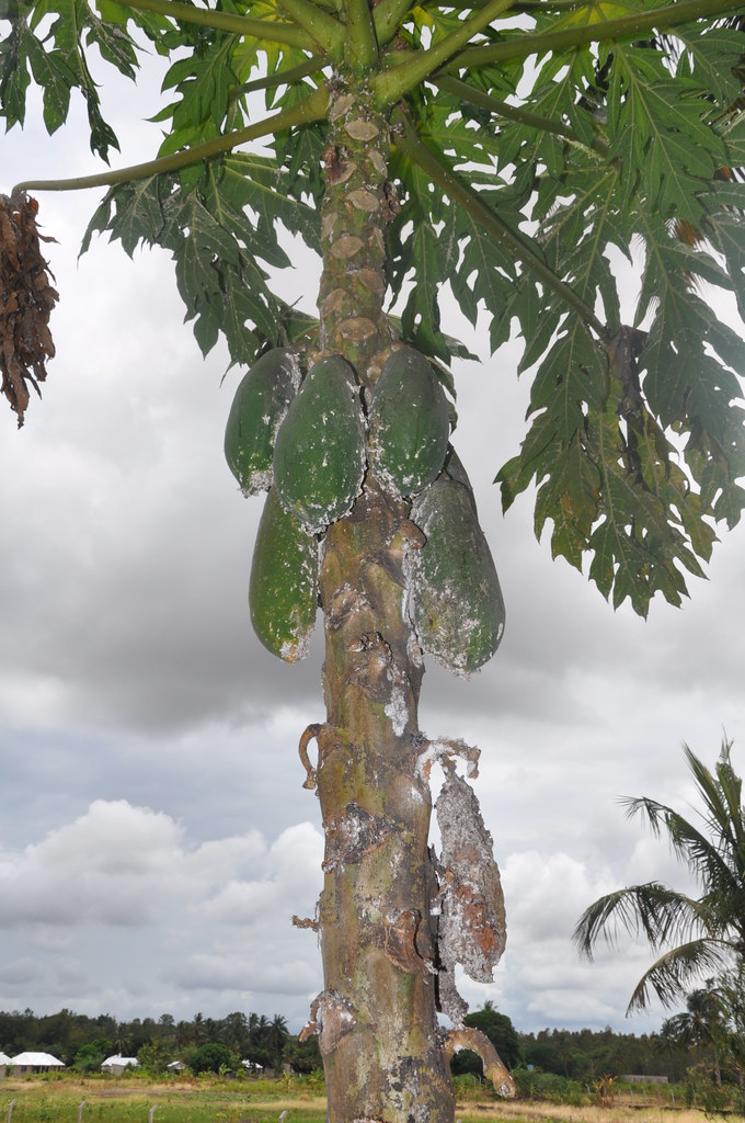 Papaya mealybug of Carica papaya Pests and diseases of Paw… Flickr