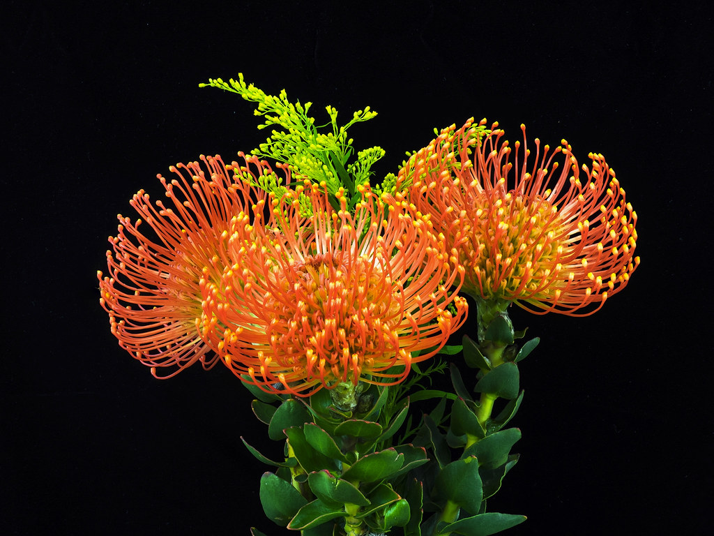 PinCushionProteaArt Pin Cushion Protea Philip Magallanes Flickr