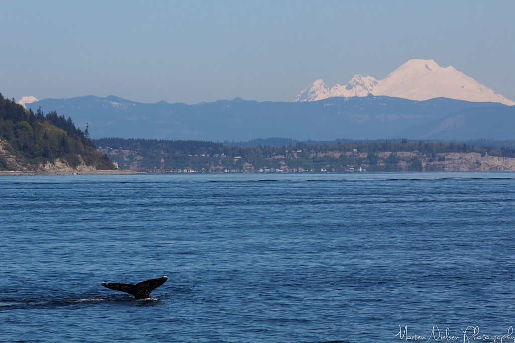 Tip of a Giant Whale watching tour, out from Everett, WA