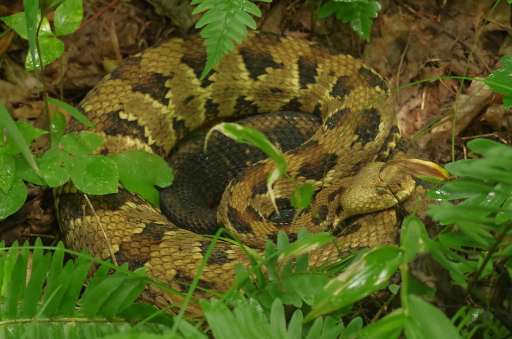 Timber Rattlesnake Crotalus horridus Ohio L.D Alsbach Flickr