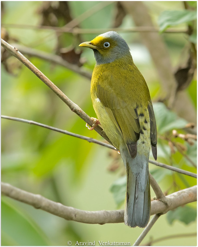 Greyheaded Bulbul / Brachypodius priocephalus photo call and song