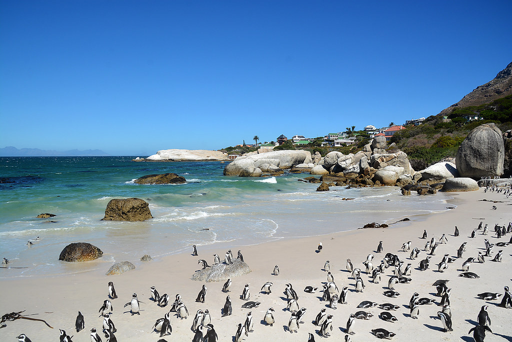 Boulders beach South Africa _6153 la plage de Boulders Bea… Flickr