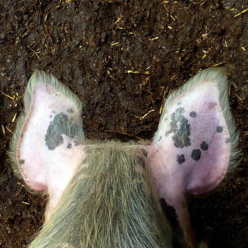 pigs ears Y6D82 Since January 1st 2010, I have been taking… Flickr
