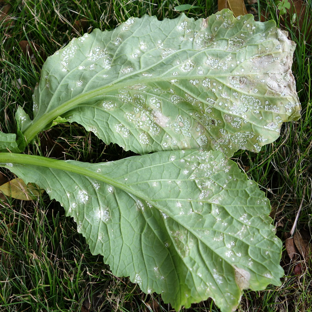 White rust of crucifers Pathigen Albugo candida Read www… Flickr