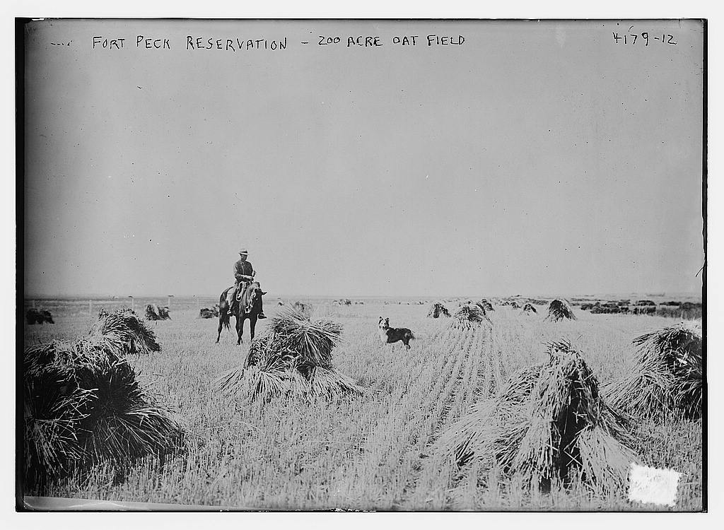 Fort Peck Reservation 200 acre oat field (LOC) Flickr