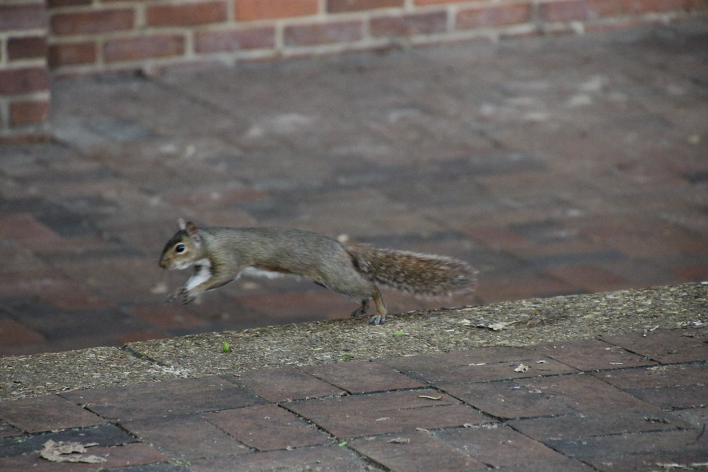 Squirrels at Vanderbilt University (Nashville, Tennessee) … Flickr