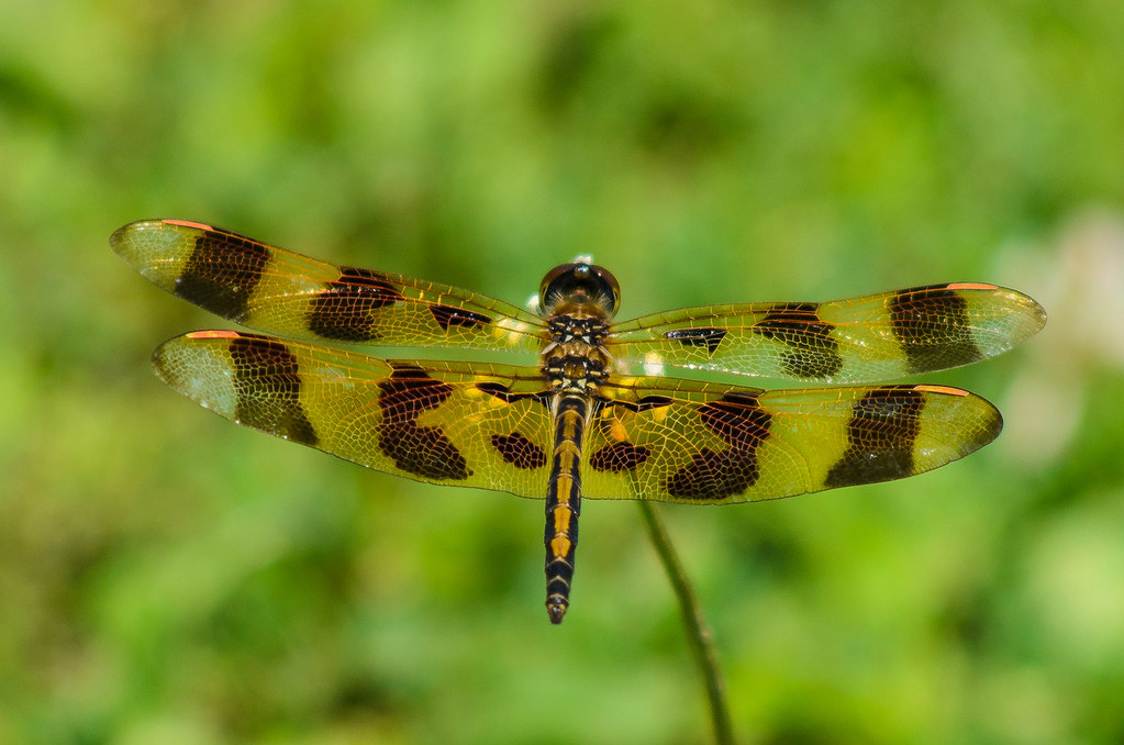 Halloween Pennant Dragonfly One cooperative dragonfly. Flickr