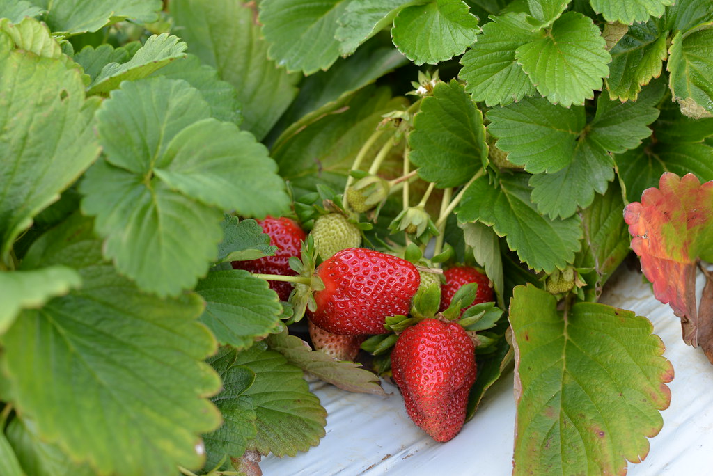 Strawberries Knaus Berry Farm 15980 SW 248th St, Homestead… Flickr