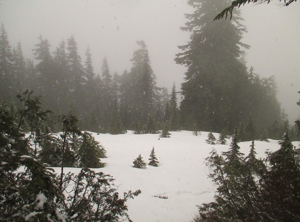 Perry Creek Trail/Mount Meadows 22 March 2015 Flickr