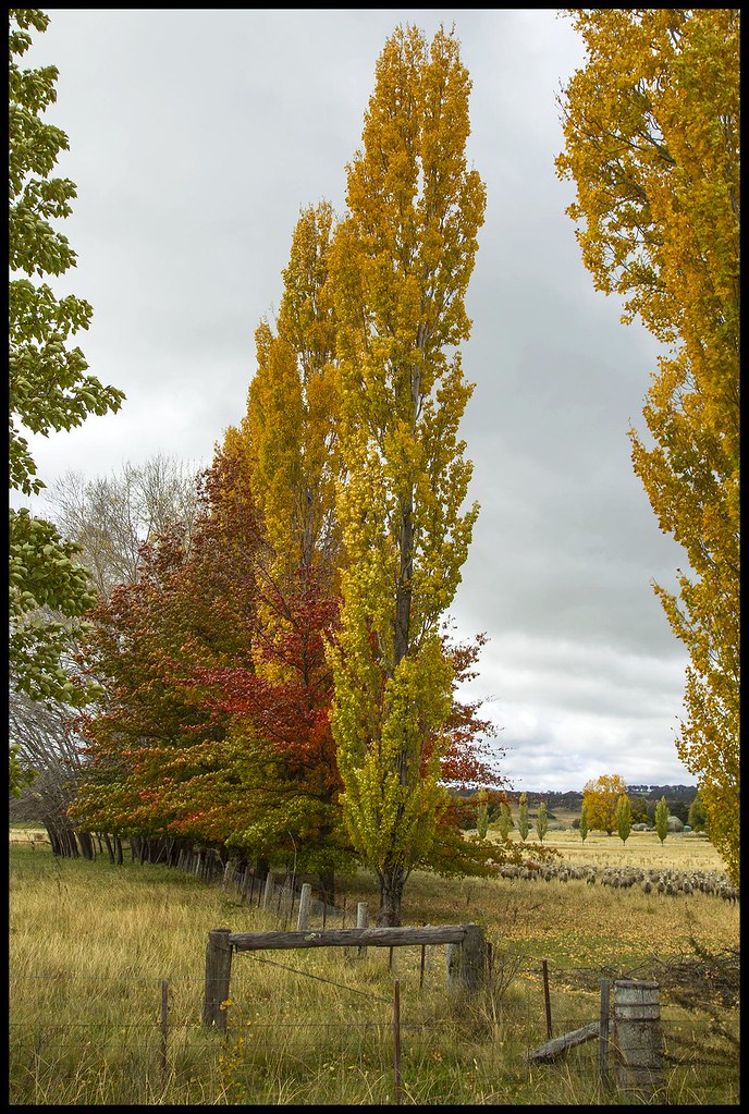 Poplar Trees falling leaves6= Poplar Trees falling leaves… Flickr