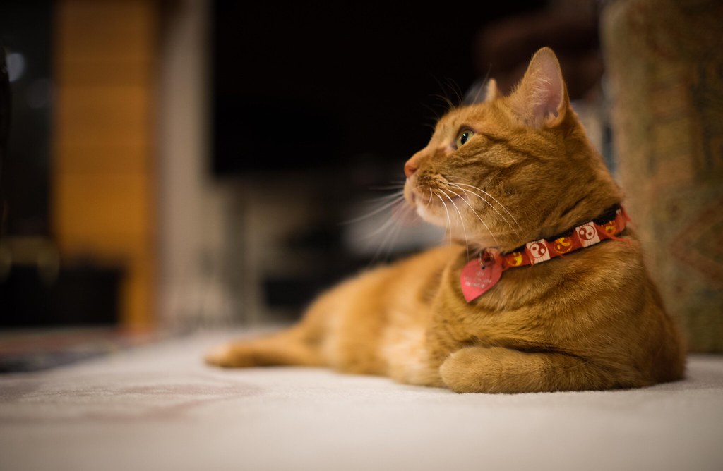 Wildcard2 Jamshed Colah Flickr