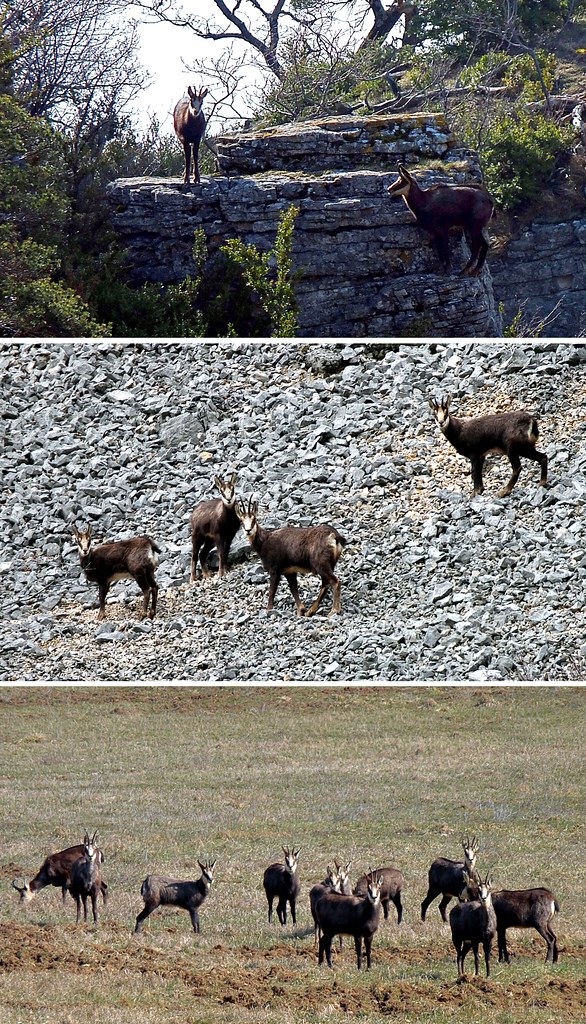 Territoire chamois... Chamois territory... FujiXS1 Flickr