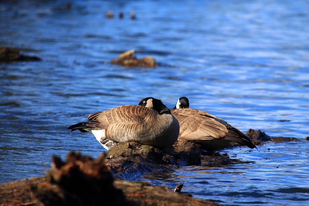 Mud Lake 2015 "A postcard of spring" Richard Templeton Flickr