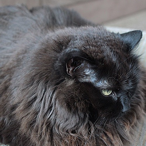 My cat looks like he's been crimped. You know it's humid w… Flickr