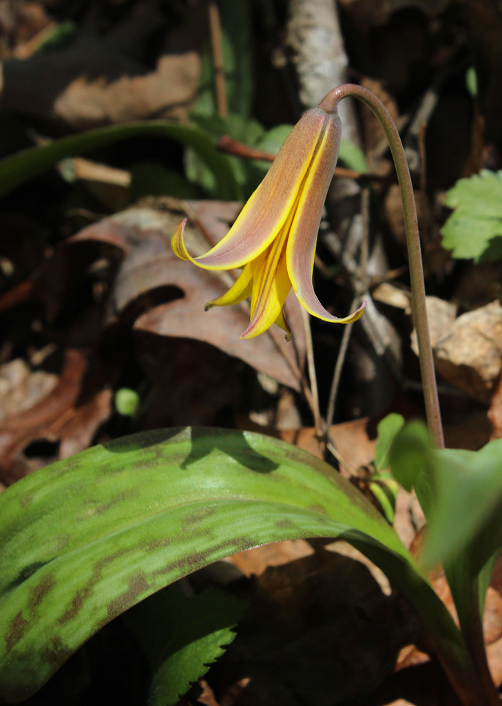 Yellow Trout Lily Yellow Trout Lily (Erythronium americanu… Flickr