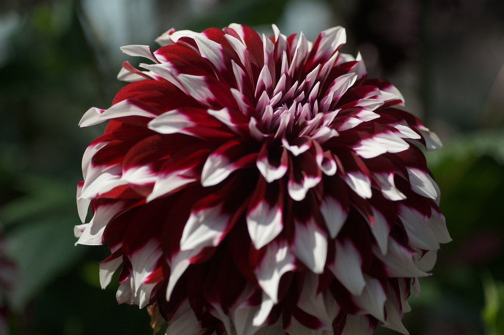 DSC06904 Queen Dahlia oliveplum Flickr