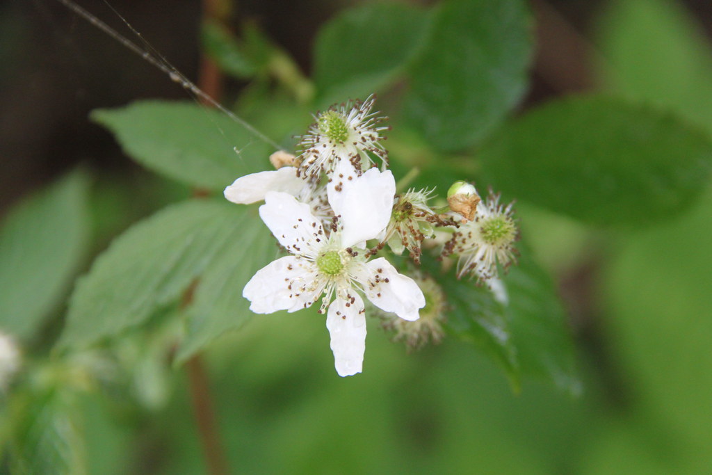 Allegheny Blackberry Flowers Species Rubus allegheniensis… Flickr