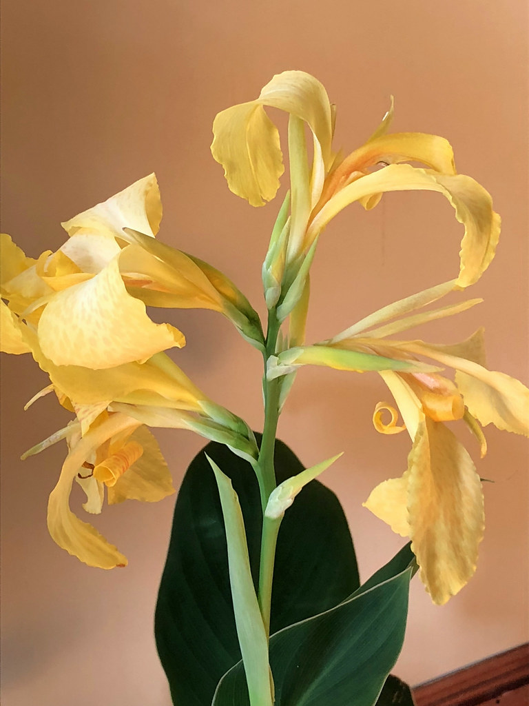 Canna blooming indoors I have nine pots of cannas planted … Flickr