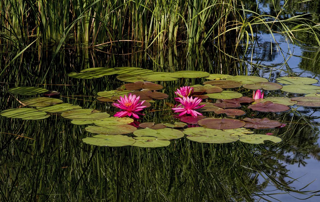 Water lily and cattails At Botanica in Wichita, Kansas, Ju… Flickr