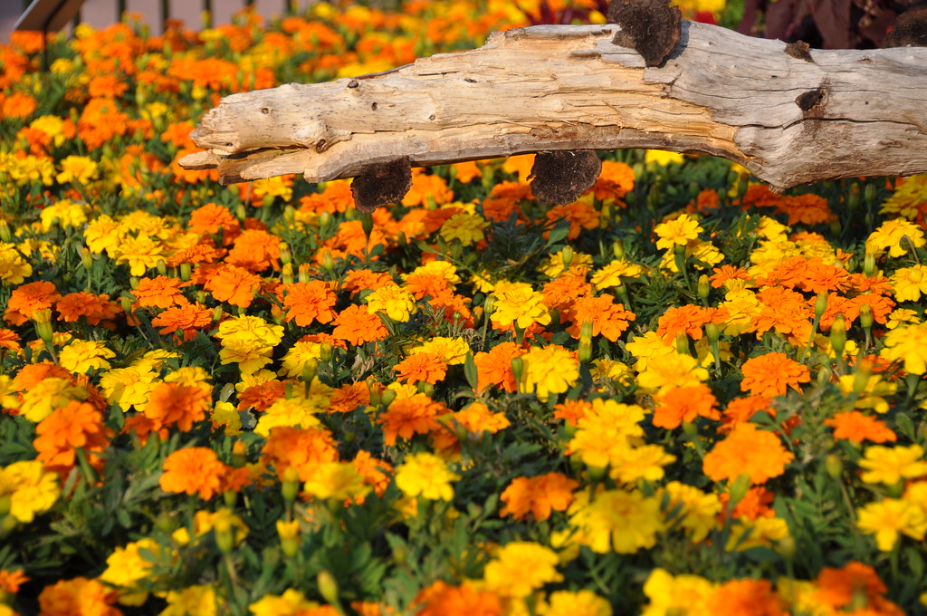 Floral landscaping Lee Flickr