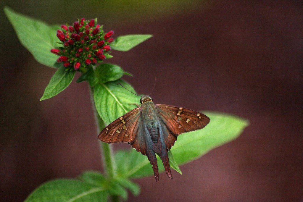 Longtailed Skipper WINGSPAN 1.752.25 in. HOST PLANTS L… Flickr