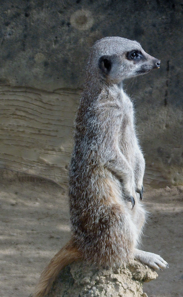 Cotswold Wildlife Park and Gardens Cotswold Wildlife Park … Flickr