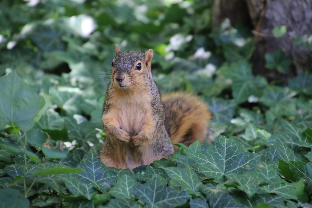 Squirrels on a Hot Day in Ann Arbor at the University of M… Flickr